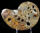 Rare Argonauticeras Ammonite (Pair) - Amber Colored Crystals #23356-2